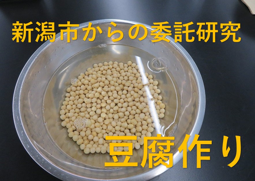 新潟市からの委託研究【豆腐作り】