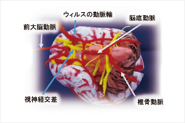 機能形態学研究室