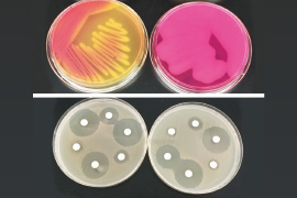 微生物学研究室