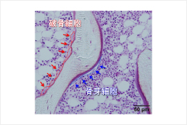 臨床薬物治療学研究室